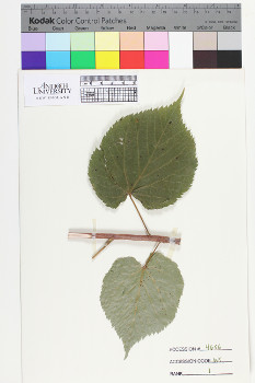 alternate herbarium image