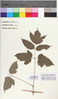 alternate herbarium image