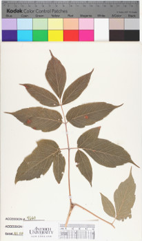 alternate herbarium image