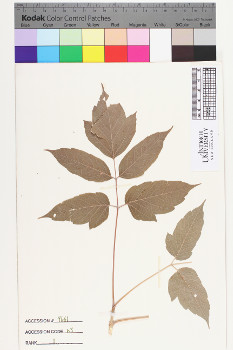alternate herbarium image