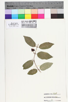 alternate herbarium image