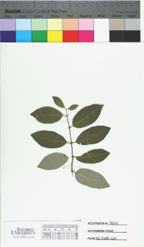 alternate herbarium image