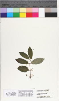 alternate herbarium image