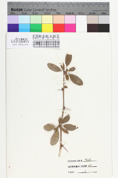 alternate herbarium image