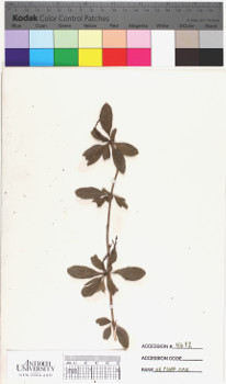 alternate herbarium image