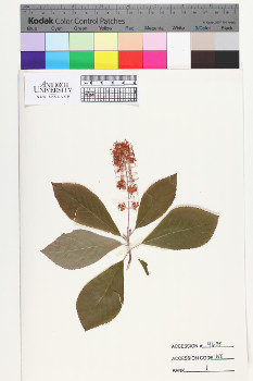 alternate herbarium image