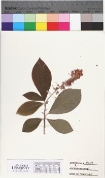 alternate herbarium image