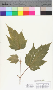 alternate herbarium image
