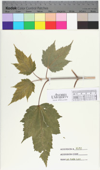 alternate herbarium image