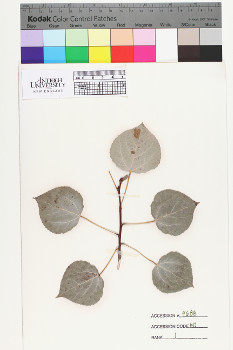 alternate herbarium image