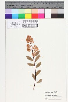 alternate herbarium image