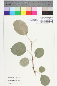 alternate herbarium image