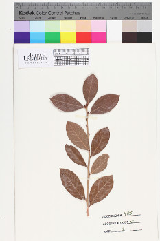 alternate herbarium image