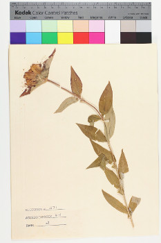 alternate herbarium image