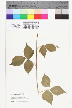alternate herbarium image