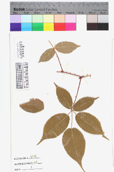 alternate herbarium image