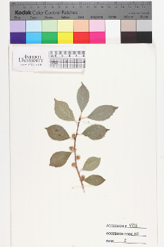 alternate herbarium image