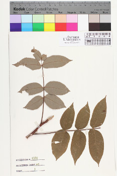 alternate herbarium image