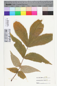 alternate herbarium image