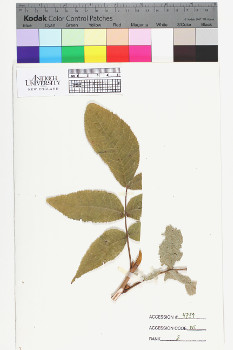 alternate herbarium image