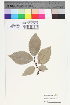 alternate herbarium image