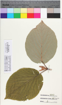alternate herbarium image