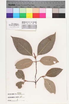 alternate herbarium image