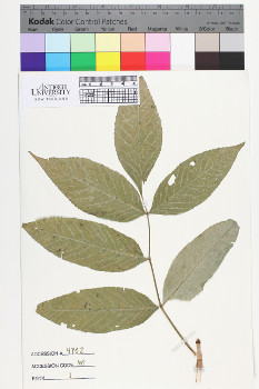 alternate herbarium image
