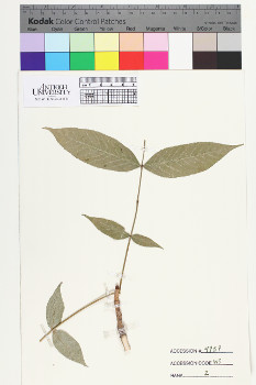 alternate herbarium image