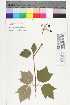alternate herbarium image