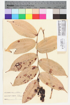 alternate herbarium image