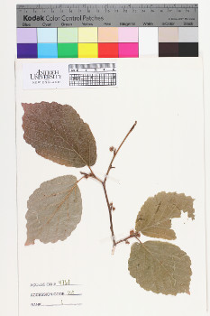 alternate herbarium image