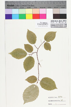 alternate herbarium image