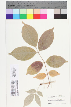 alternate herbarium image