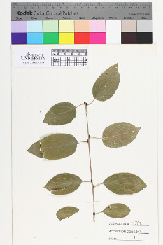 alternate herbarium image