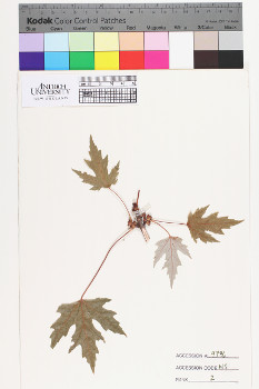 alternate herbarium image
