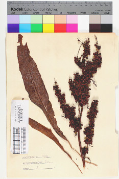 alternate herbarium image