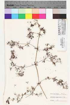 alternate herbarium image