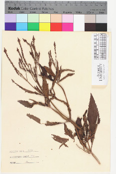 alternate herbarium image