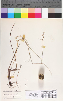 alternate herbarium image