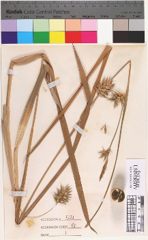 alternate herbarium image