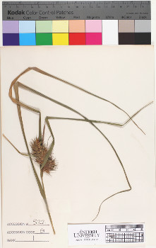 alternate herbarium image