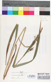 alternate herbarium image