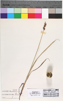 alternate herbarium image