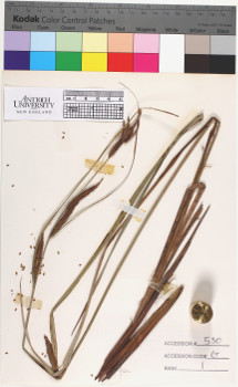 alternate herbarium image
