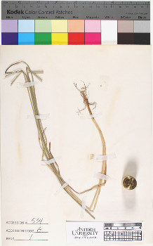 alternate herbarium image