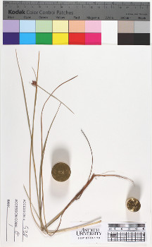 alternate herbarium image