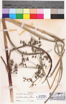 alternate herbarium image