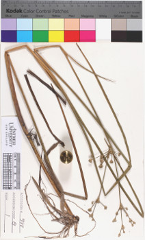 alternate herbarium image