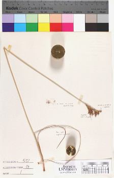 alternate herbarium image